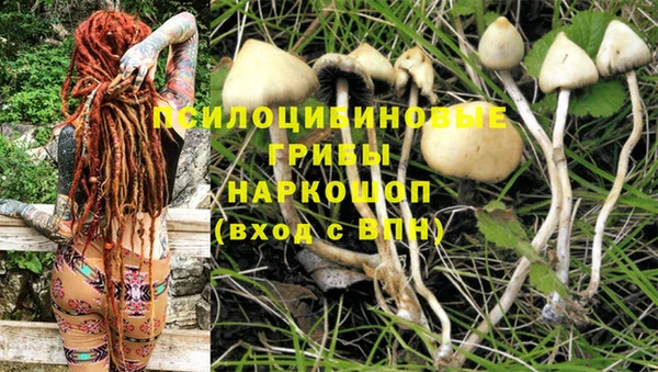 крисы Аркадак