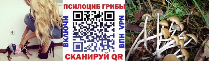 закладки  Кашира  KRAKEN ссылки  Галлюциногенные грибы мухоморы 